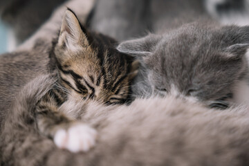 Two adorable kittens napping together on a cozy blanket in a warm, sunny room