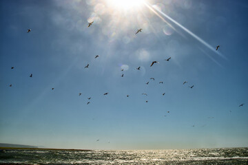 A traveler walks along the sandy shore of the Sea of Japan and a lot of seagulls take off in front of him, birdy spots. The birds gathered in a feeding place, the fish approached the shore
