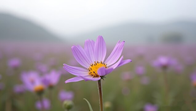 Purple Wildflower in Misty Morning Field a single vibrant purple wildflower with golden yellow center, its soft lavender petals unfurling in a misty morning light