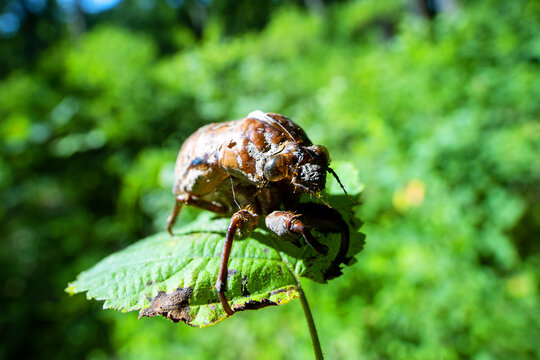 Shell of cicada larva resembles monster. Goddess Eos transformed aged disgusting husband Tithonus (Greek mythology). Mountain cicada (Cicadetta montana). Sikhote Alin, Far eastern population