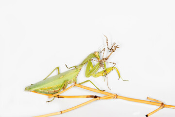 Scary predators. The battle between Praying mantis (left) and Empusa (right)