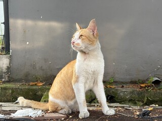 An attentive orange and white domestic cat sitting outdoors, looking to the left. 