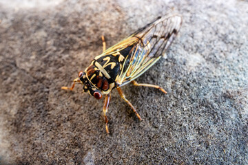 Mountain cicada (Cicadetta montana, male) (Cicadidae, Hemiptera) on slopes of seaside forest hills....