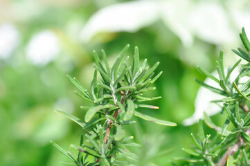rosemary, rosemary plant or Salvia rosmarinus Spenn or  Rosmarinus officinalis  L or Lamiaceae