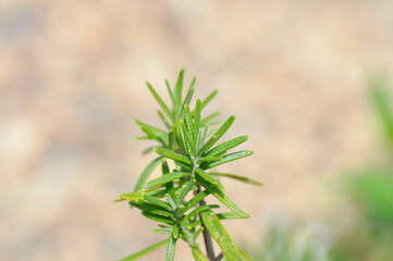 rosemary, rosemary plant or Salvia rosmarinus Spenn or  Rosmarinus officinalis  L or Lamiaceae