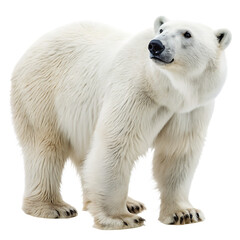 Fototapeta premium Large Polar Bear Wild Animal from the Arctic Isolated on Transparent Background