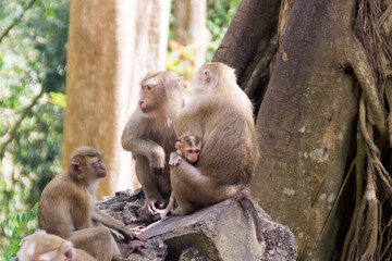 pig-tailed macaque (Macaca leonina) in Vietnam