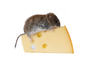 Wild Voles in different life situations (food, movement, in hand, with different objects in the...