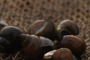 River snail, a freshwater mollusk with coiled shell, plays a vital role in ecosystems and is used in traditional culinary dishes.