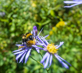 Probably Eastern starwort (Aster amellus ssp.) meadows on the slopes of the Sakhalin mountains, the...