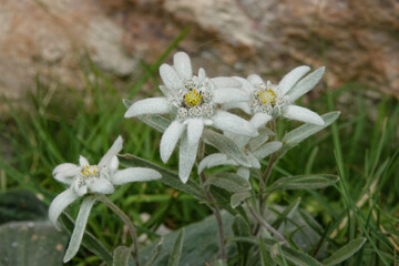CLOSE UP, DOF: Blooming edelweiss flowers in a mountain meadow. Fuzzy white petals and yellow...