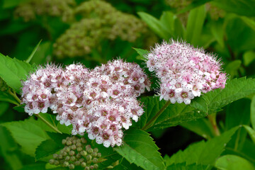 Dwarf Japanese spirea (Spiraea japonica ‘Nana’)