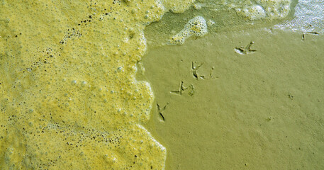 The edge of a salt marsh with the footprints of sandpipers on ooze. Foamy mud