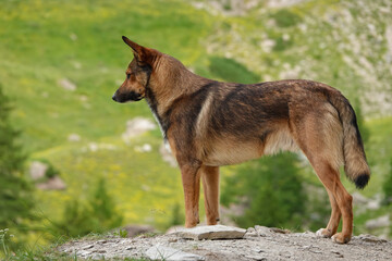 PORTRAIT: Shepherd dog stands gracefully in profile on a rocky patch, gazing into distance. Obedient mixed breed doggo caught during a hike through green mountain landscape dotted with sparse trees.