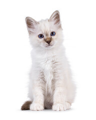 Cute tabby pointed Sacred Birman cat kitten, sitting up facing front. Looking straight to camera with breed specific blue eyes. Isolated on a white background.