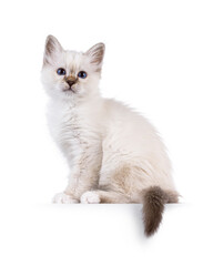 Cute tabby pointed Sacred Birman cat kitten, sitting up side ways on an edge. Looking straight to camera with breed specific blue eyes. Isolated on a white background.