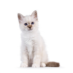 Cute tabby pointed Sacred Birman cat kitten, sitting up facing front. Looking straight to camera with breed specific blue eyes. Isolated on a white background.