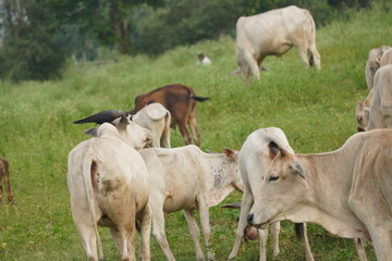 A herd of cows: social, grazing bovines providing milk and beef, forming protective herds, driven in droves for farming