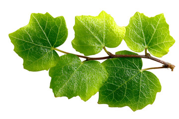 Lush green ivy leaves on a branch against a stark transparent background creating a striking contrast