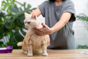 Close-up American shorthair cat sitting on table, with woman holding a pet hair brush and cat fur...