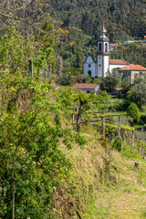 Tree and Grapevines with church in background