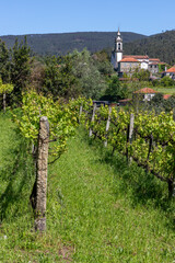Grapevines with village in background