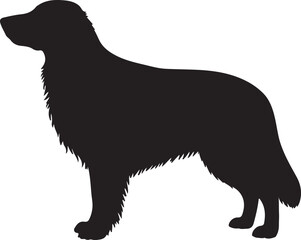 FLAT COATED DOG IMAGE WHITE BACKGROUND.