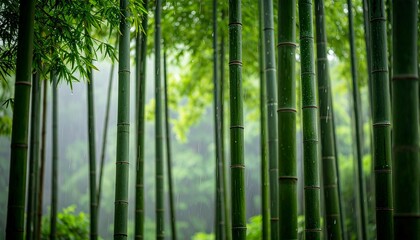 Obraz premium Close-up Vertical Shot of a Lush Bamboo Forest During Light Monsoon Rain. Crystal Droplets on Vibrant Green Stalks and Leaves, Serene Asian Nature Landscape
