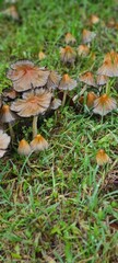 mushroom in the grass 2