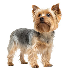 Adorable Yorkshire Terrier Dog with a Bow Isolated on Transparent Background