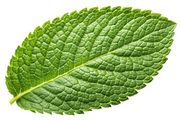 Obraz premium Single vibrant green mint leaf isolated on transparent background
