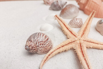 Close-up of a starfish and seashells arranged on soft white sand.
