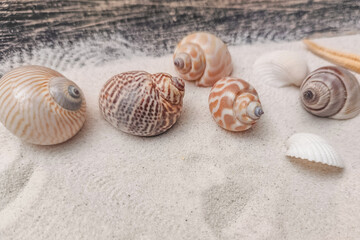 Colorful seashells rest on soft white sand, highlighting their unique textures and patterns.