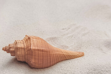 sea shell on the sand