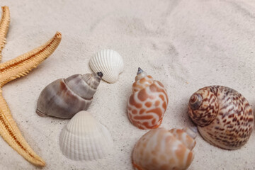 Various seashells and a starfish rest on soft white sand, showcasing natural beauty and texture.