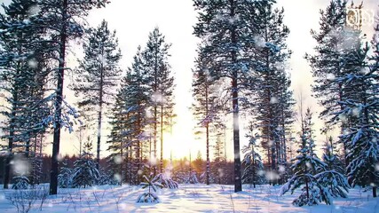 Snowy forest at sunset with tall trees covered in snow Snowflakes falling - Powered by Adobe