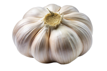Whole garlic bulb closeup isolated on transparent background