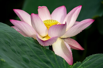 Delicate Pink Lotus Flower Blooming with Golden Stamens and Morning Dew Drops