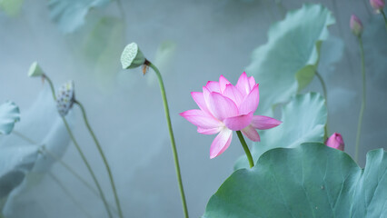 Vibrant Pink Lotus Flower in Full Bloom with Seed Pods in Dreamy Water Garden Scene