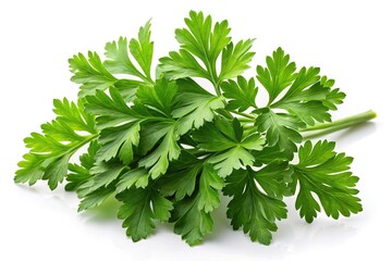 Fototapeta premium Fresh green parsley sprig isolated on white background culinary herb