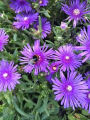 Obraz premium purple chrysanthemum flowers