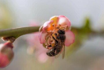 Honey bee collecting pollen on blooming peach flower in springtime