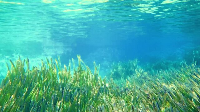 Seagrass underwater with natural sunlight in Mediterranean sea, jijel Algeria, Sea Grass underwater, seagrass Kelp grows in rocks under the sea and the diversity of life in the Mediterranean.