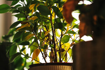 Potted houseplant on windowsill. Sunlight coming through glass. Leaves starting to dry and curl....