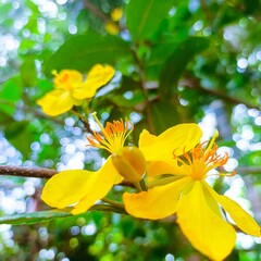 Ochna integerrima is a species of shrub or tree from the Ochnaceae family.