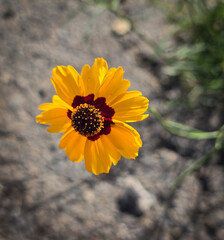 Bright Yellow Coreopsis Flower Bloom in a Natural Outdoor Setting