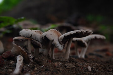 Discover fresh, organic mushrooms bursting with earthy flavor and nutrients—perfect for gourmet recipes, immune support, and healthy living