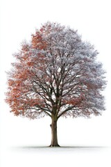 Stark White Background Single Tree with Focused Lighting, Realistic Botanical Photography for Design and Decor