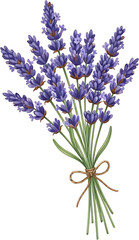 Naklejka premium Elegant watercolor lavender bouquet illustration with a rustic twine bow. Hand-painted purple flowers and green stems, isolated on a transparent background for easy design.