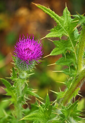 Beautiful example of a Cirsium vulgare - the spear thistle, bull thistle, or common thistle in full bloom. Species - Asteraceae. Genus - Cirsium. Growing wild in Oeiras, Portugal. Bokeh background.